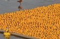 Maschsee13   724